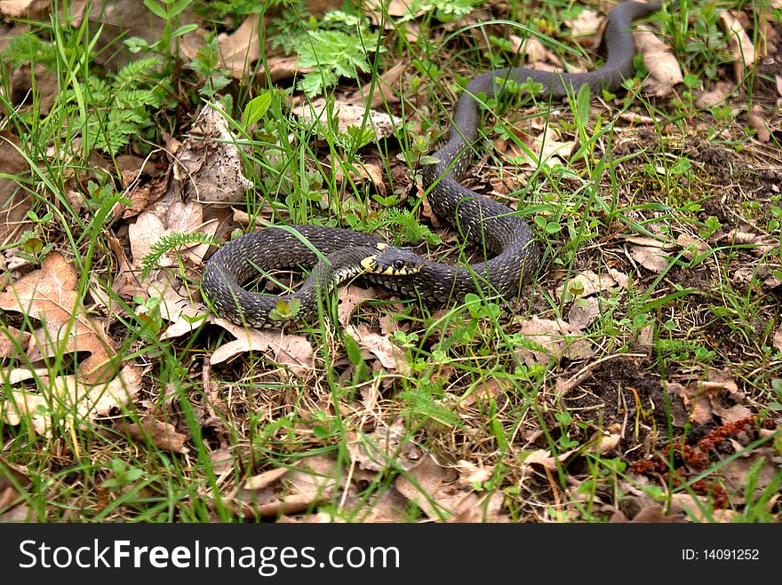 In young spring green grass chase grass snake