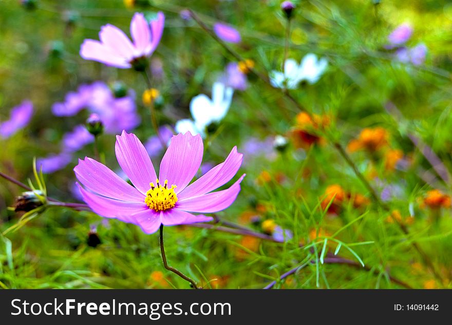 A beautiful blooming purple flower