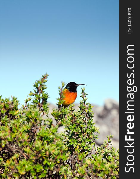 Bird sitting on a branch at table mountain, Cape Town, South Africa