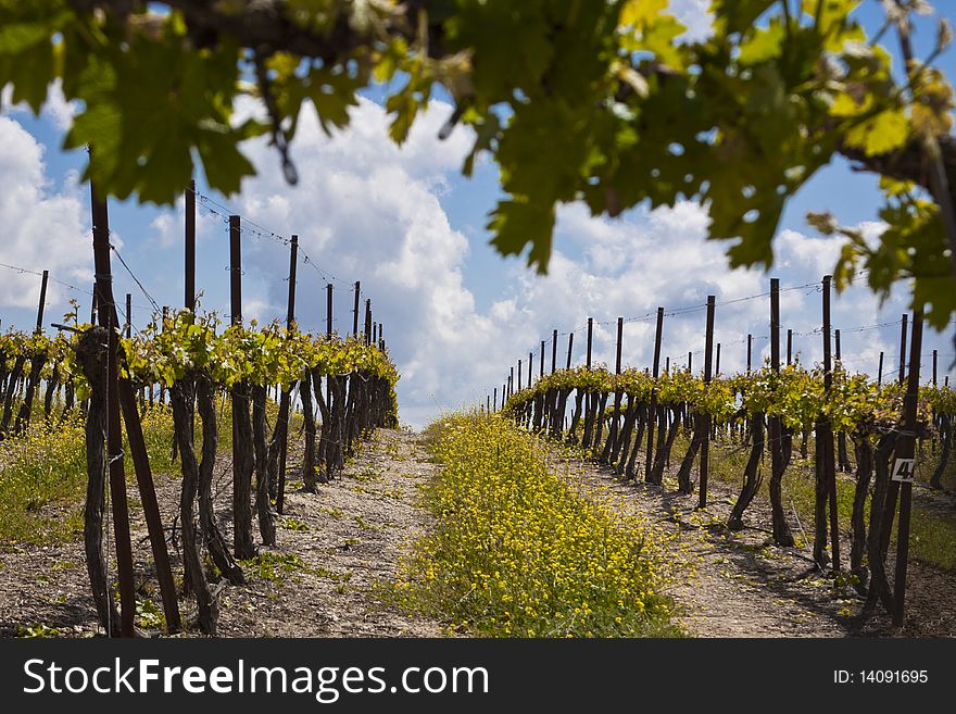 Grapes rows and blue sky with white clouds. Grapes rows and blue sky with white clouds