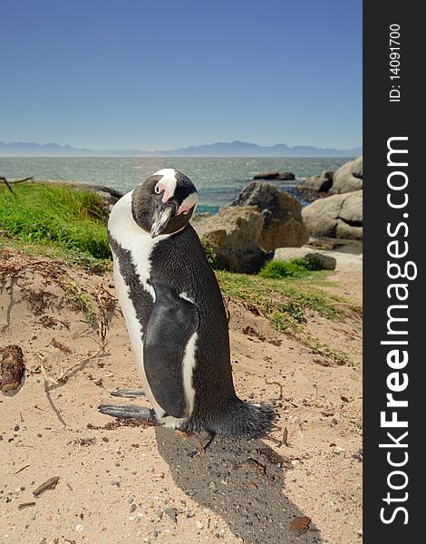 Penguin at Boulders Beach, South Africa, looking into the camera with ocean and mountains in the background. Penguin at Boulders Beach, South Africa, looking into the camera with ocean and mountains in the background.