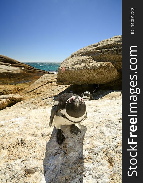 Curious penguin at Boulders beach, South Africa, looking in the camera. Curious penguin at Boulders beach, South Africa, looking in the camera.