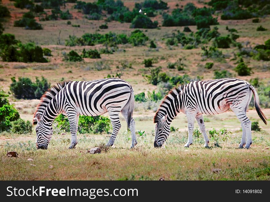 Two Zebras In Game Park, South Africa