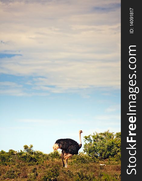 Ostrich walking in field, South Africa