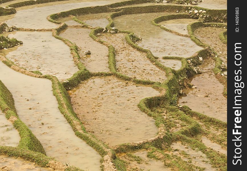 Reisfelder,Nordvietnam