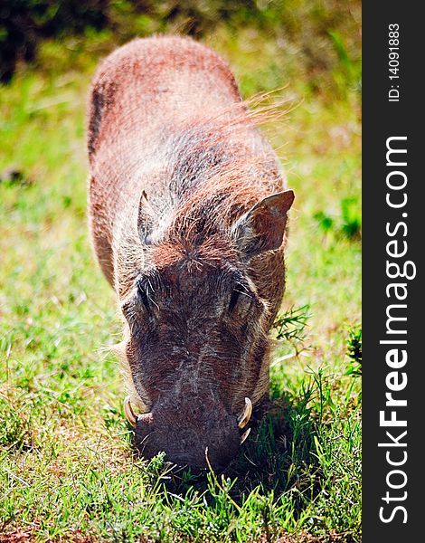 Warthog grazing grass in Addo Elephant National Park, South Africa