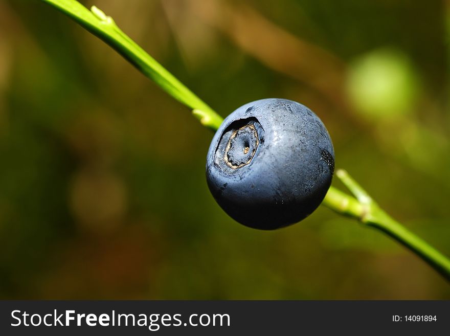 Bilberry growing in the forest on the twig