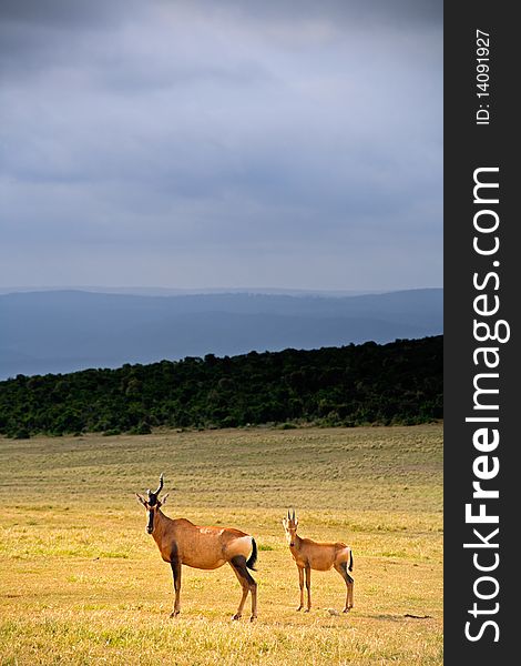 Adult hartebeest with juvenile standing in the field, Addo Elephant National Park, South Africa