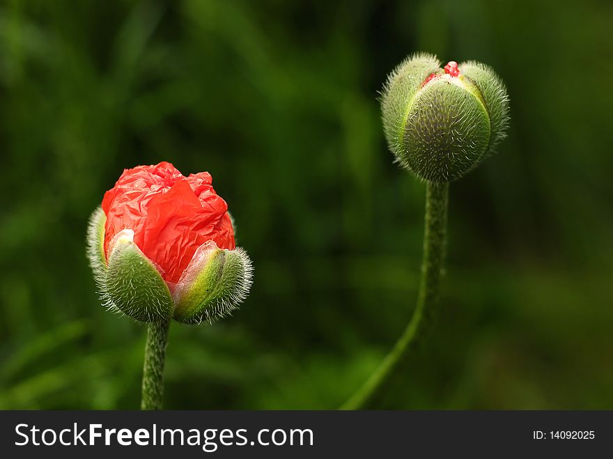 Blooming poppies