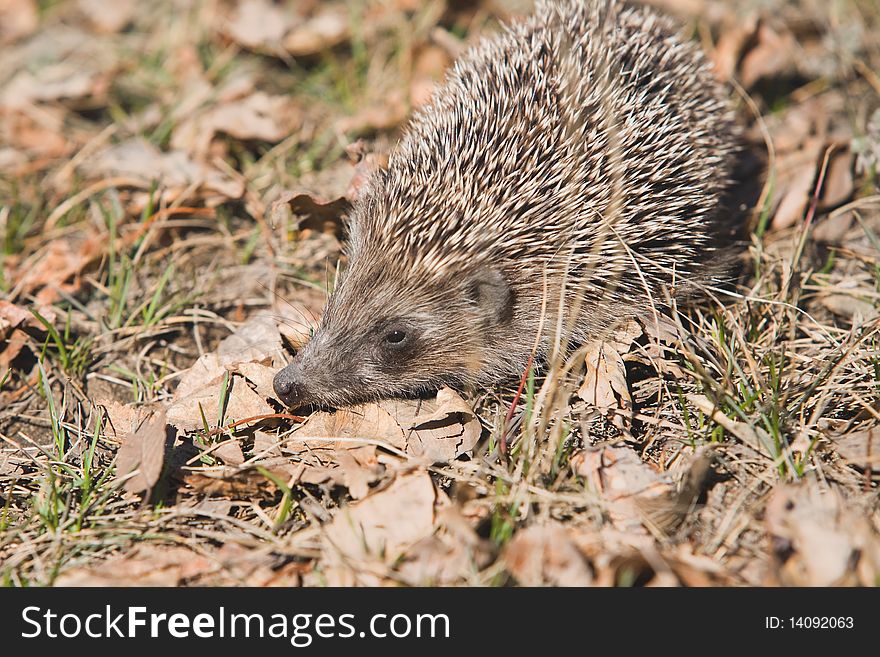 Beautiful asian small hedgehog on natural background. Beautiful asian small hedgehog on natural background.
