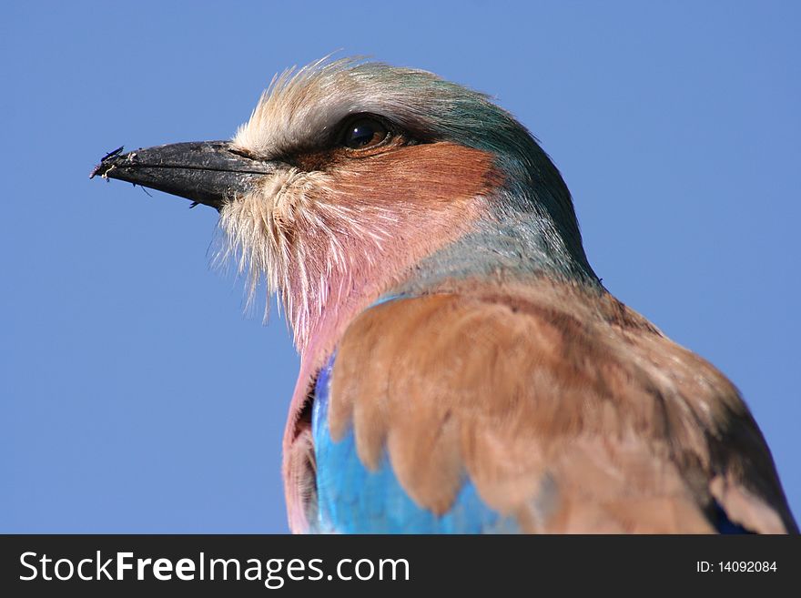 Lilac Breasted Roller Close-up