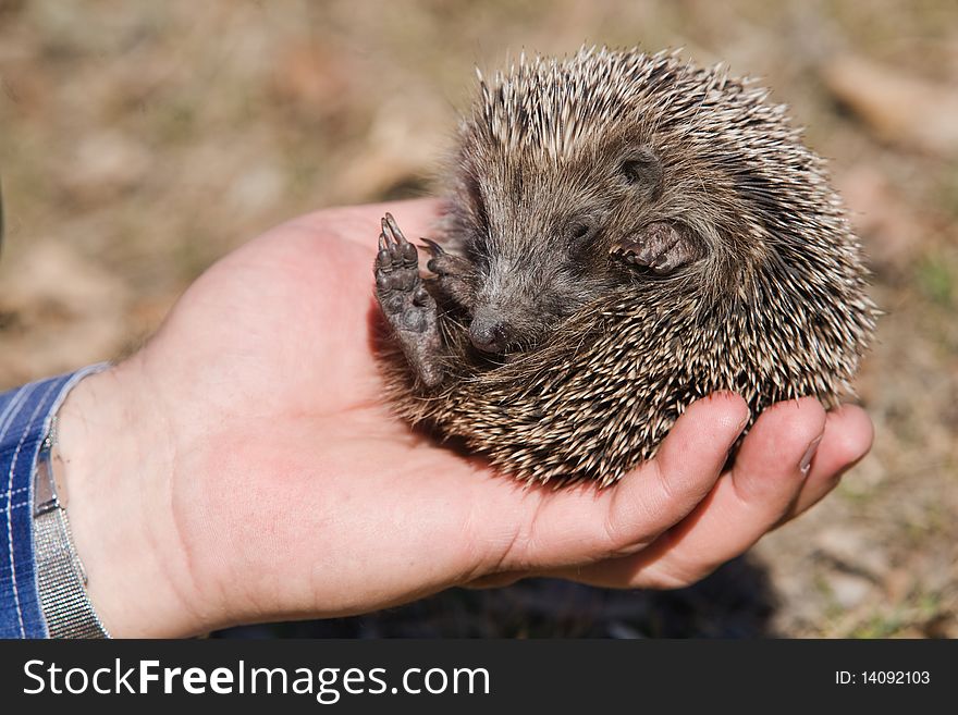 Small Hedgehog In Hand.