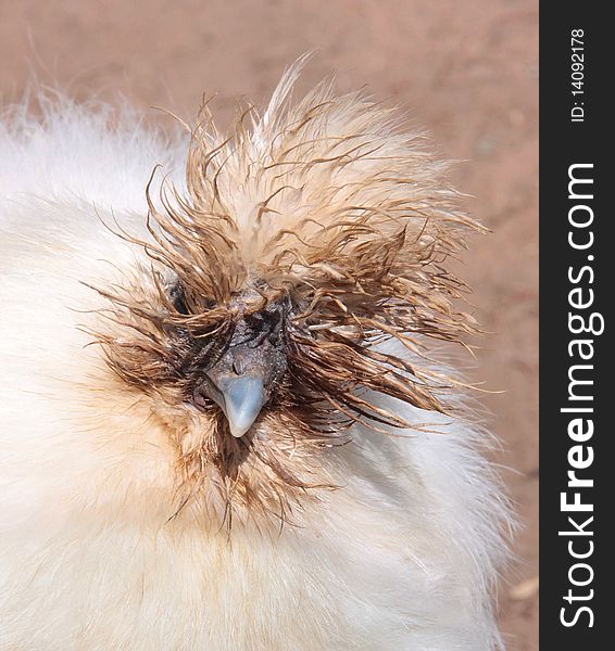 The head of a wite bird with a funny hair cut. The head of a wite bird with a funny hair cut