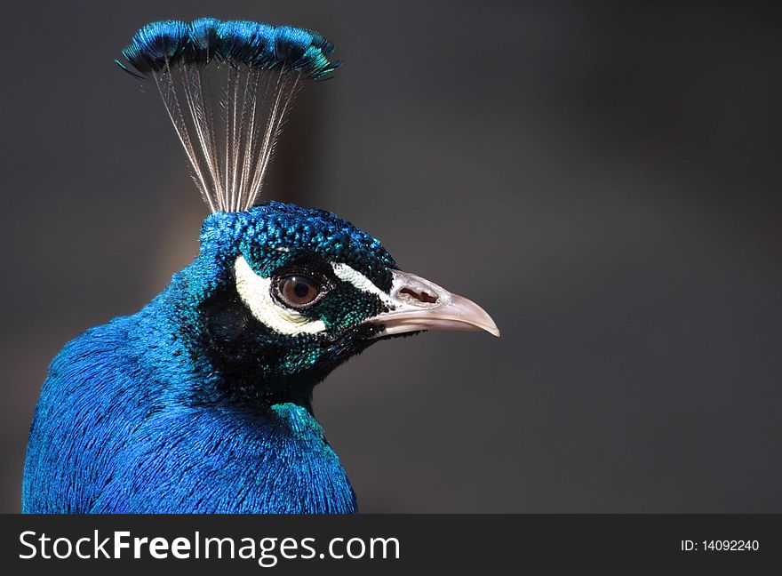 Te head of a peacock with its beautiful feathers standing up high