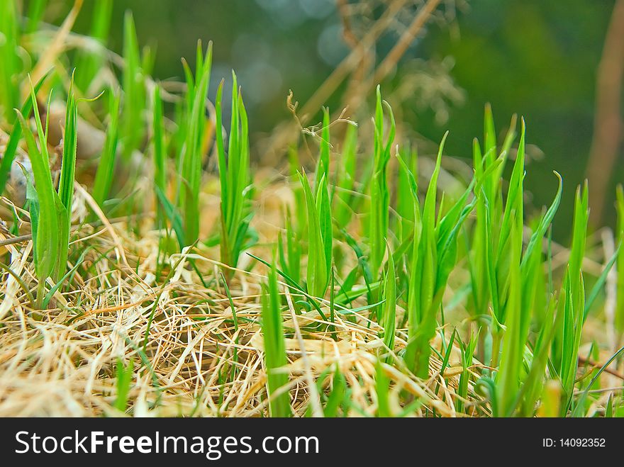 The first spring flora from most warm places