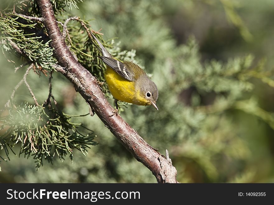 Ruby-crowned kinglet (Regulus satrapa) on branch in Central Park