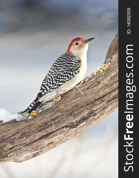 Red-bellied Woodpecker (metanerpes carolinus) on branch in park in winter