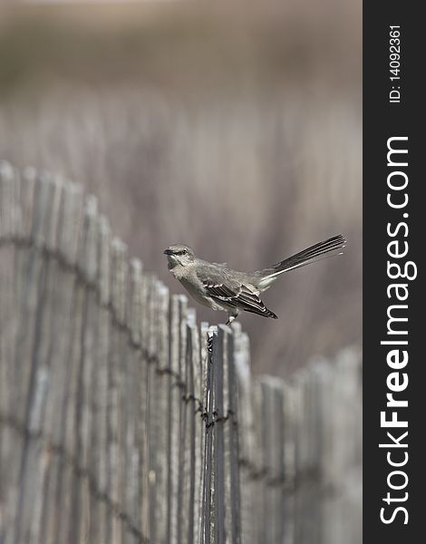 Northern Mockingbird (mimus polyglottos) on fench in Long Island NEw York