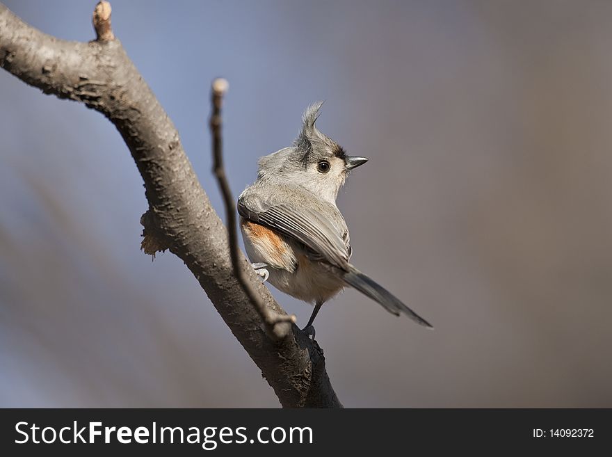 Tufted Titmouse