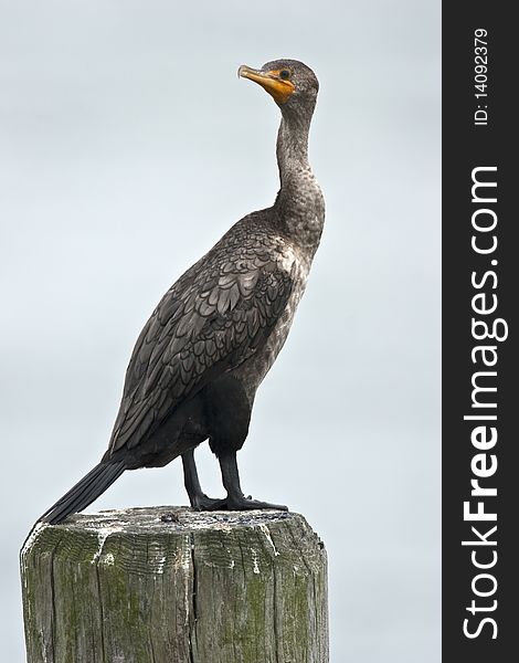 Great Cormorant (Phalacrocorax brasilianus) resting on post in New York