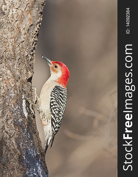 Red-bellied Woodpecker (metanerpes carolinus) on branch in park in winter