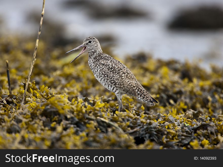 Willet  (Tringa semipalmata) feeding at Jamaica Bay in Long Island New York