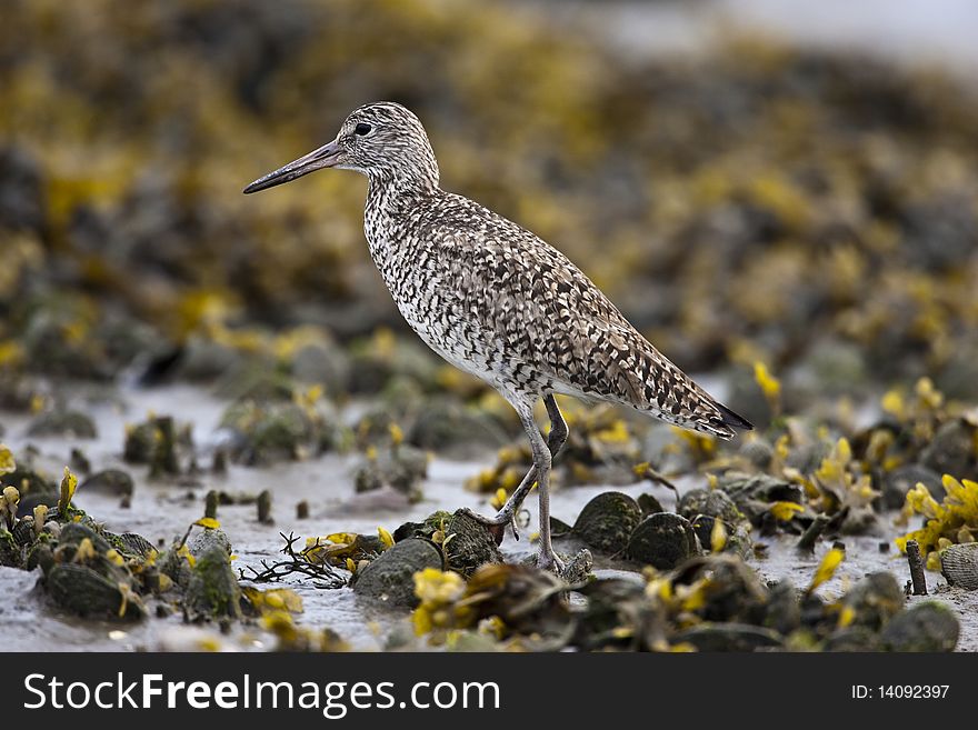 Willet  (Tringa semipalmata) feeding at Jamaica Bay in Long Island New York