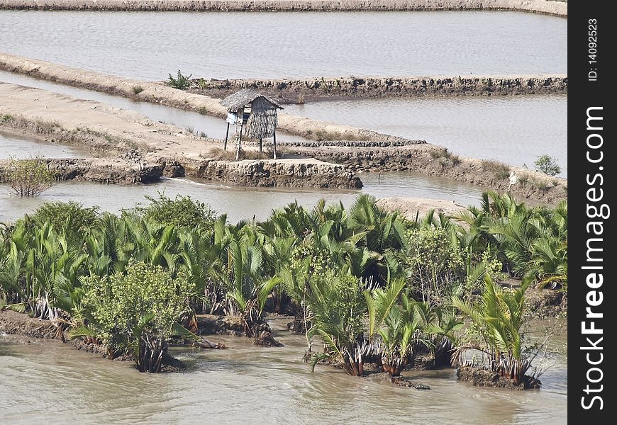 Vietnam mekong delta river bank farming