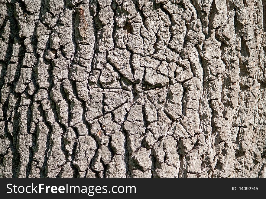 The texture of oak. Cobweb