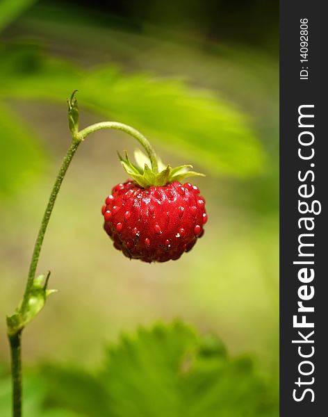 Growing wild strawberry in the forest seen