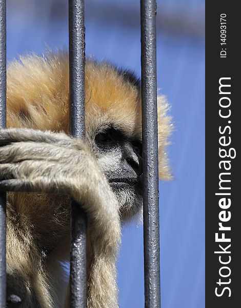 Northern white-cheeked gibbon over the bars in Usti nad Labem zoo, Czech Republic.