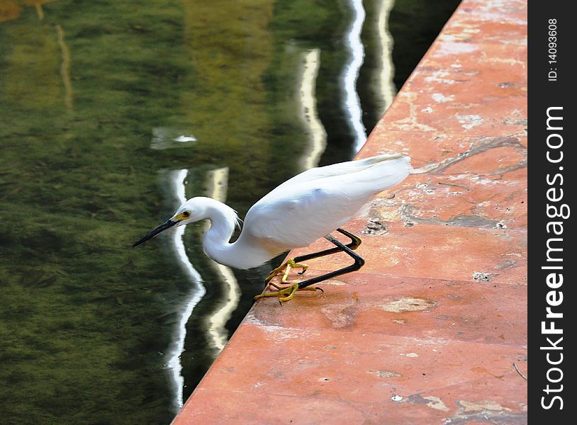 A heron in a pose of the fisher at a pool edge. A heron in a pose of the fisher at a pool edge.