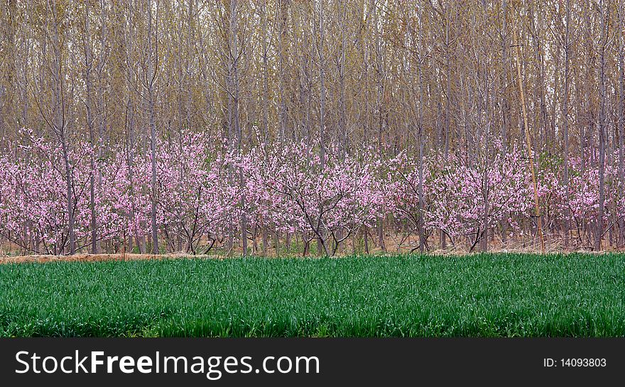 In spring, the peach blossoming-----