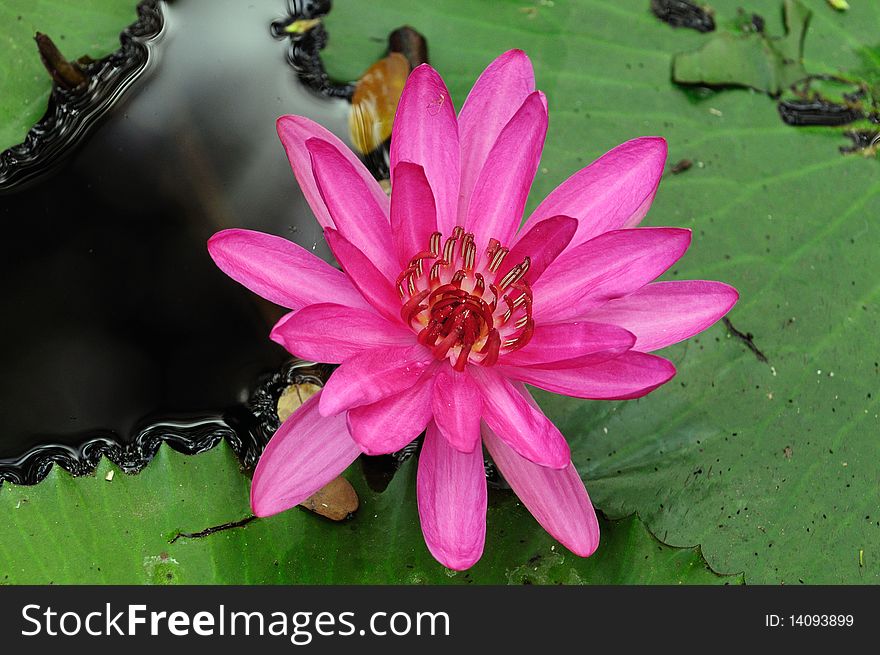 Close up photo of a beautiful pink water lily