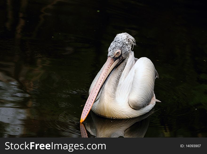 Closeup shot of spot billed pelican at a local park