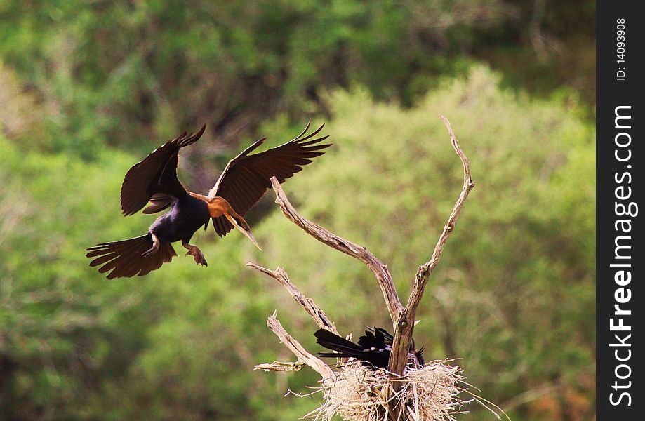 An african darter comes into land on a dead tree in the middle of Cariega Lake. An african darter comes into land on a dead tree in the middle of Cariega Lake.