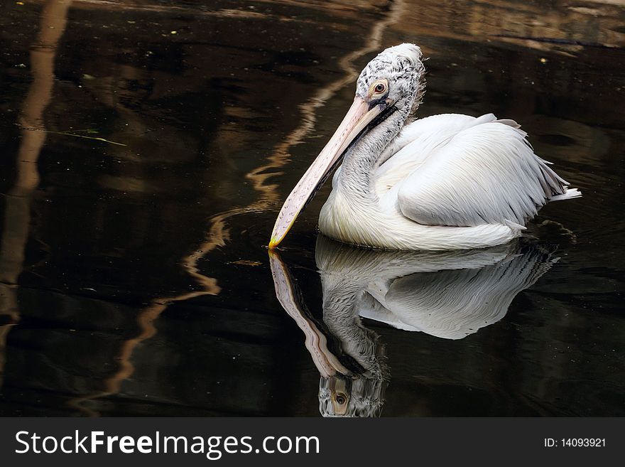 One large spot-billed pelican swimming at a local pond