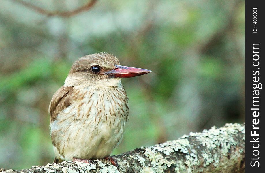 A Brown hooded kingfisher sits as calm as can be on a tree stump seemingly relaxing. A Brown hooded kingfisher sits as calm as can be on a tree stump seemingly relaxing.