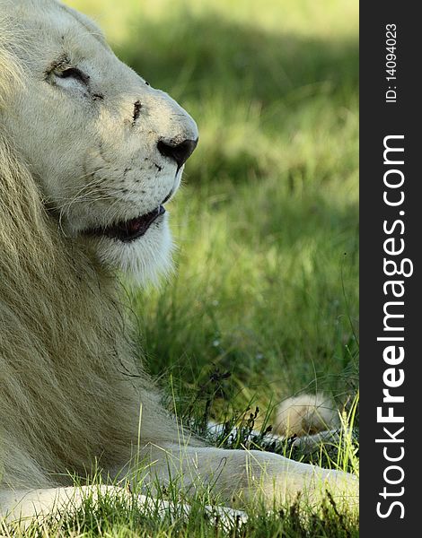 A white lion sits staring off into the distance just a couple of days after taking a hard knock to the face from a lioness. A white lion sits staring off into the distance just a couple of days after taking a hard knock to the face from a lioness.