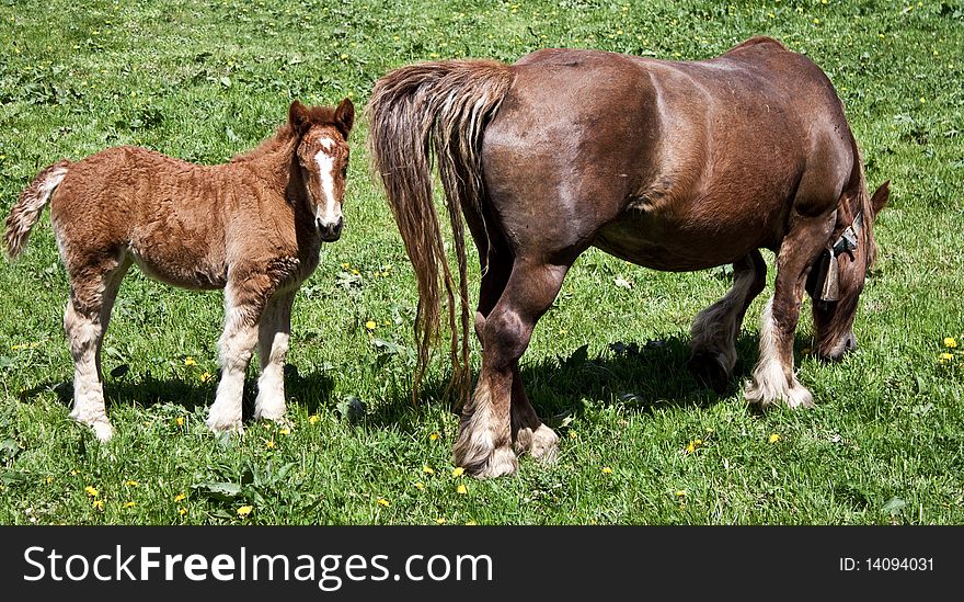 A very young horse with its mother in the field. A very young horse with its mother in the field.