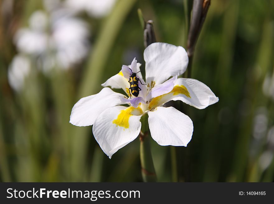 Longhorn Beetle On Iris