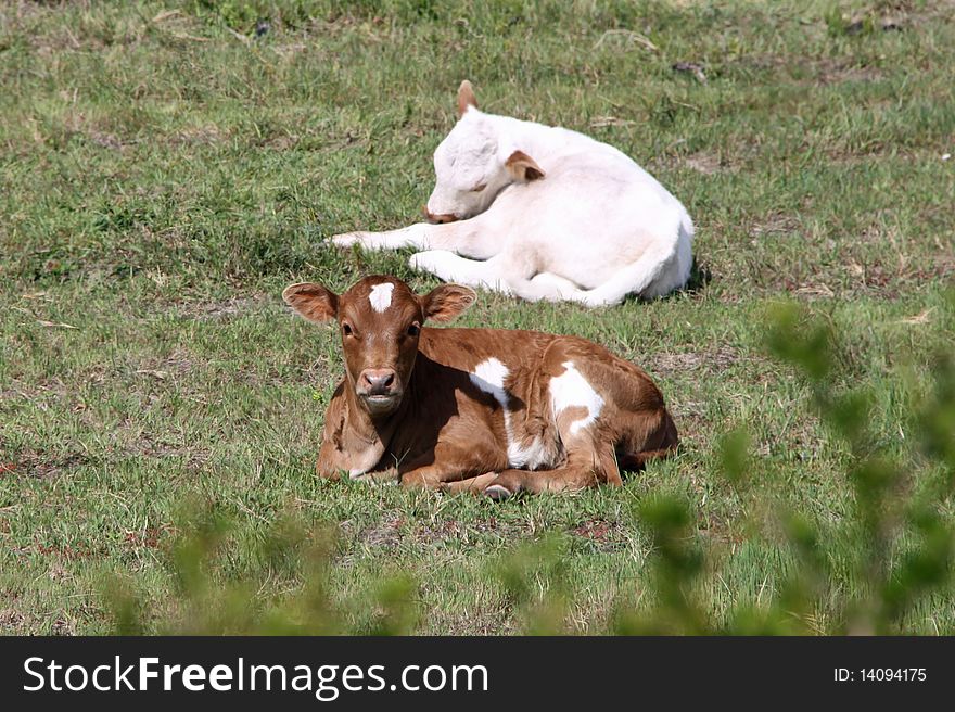 Nguni Cattle - Two Calves