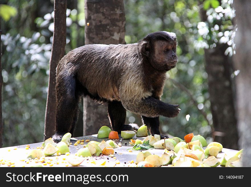 Tufted Capuchin Feeding