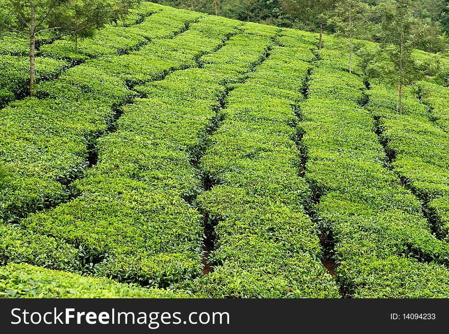 Fresh and green Tea estate in Kerala South India