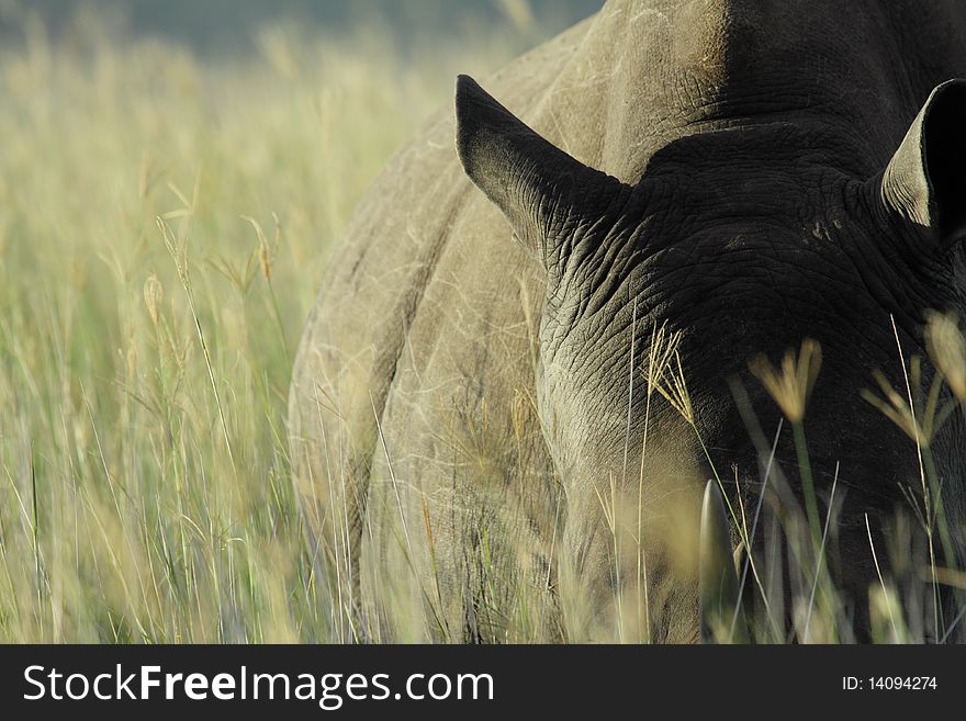 A large female white rhinoceres stands watching in very tall grass listening to the sounds around her. A large female white rhinoceres stands watching in very tall grass listening to the sounds around her.