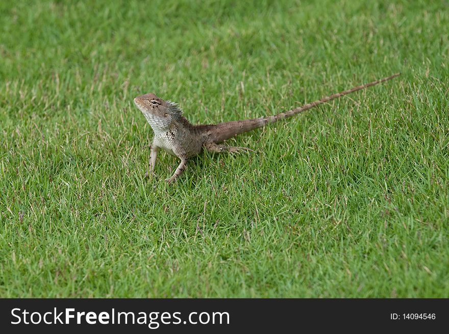 A garden lizard strolling in the grass