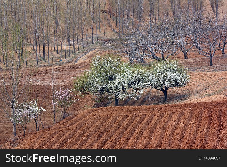 Trees and fields in spring.