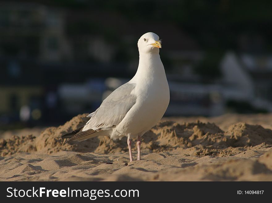 Image of a seagull on the Beach at Porth Cornwall