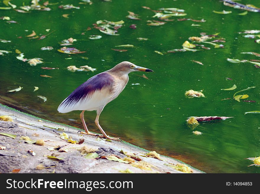 Indian Pond Heron