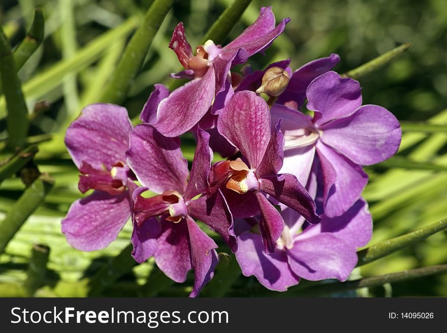 Tropical flowers. Orchids of Borneo. Growing in the nature. Tropical flowers. Orchids of Borneo. Growing in the nature.